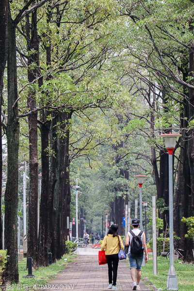 台中南區|興大綠園道|綠川河畔風鈴木|台中最長洋紅風鈴木步道|江川公園 台中南區|興大綠園道|綠川河畔風鈴木|台中最長洋紅風鈴木步道|江川公園