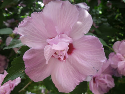 Hibiscus syriacus lavender chiffon Rose of Sharon flower detail by garden muses: a Toronto gardening blog