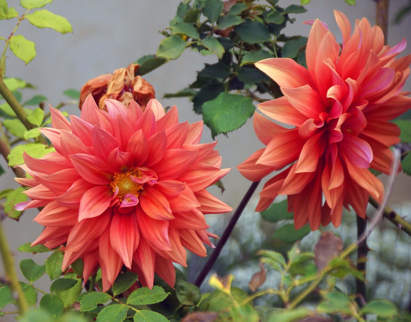 color spectacle dahlia color spectacle dahlia
