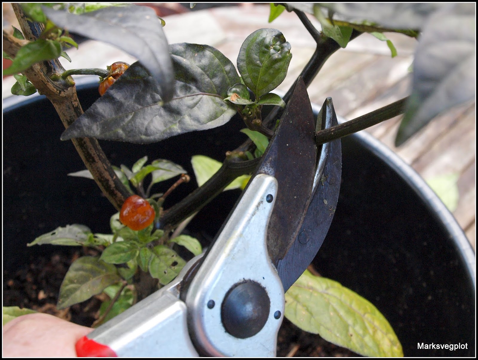 Mark's Veg Plot Chillis preparing for Winter