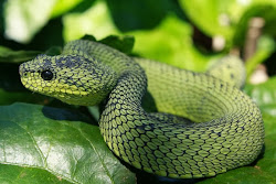 viper bush african wallpapers variable tree leaf common downloads desktop