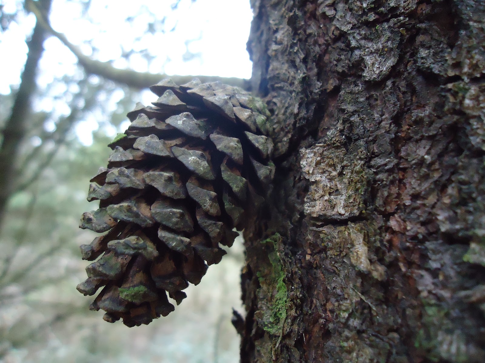 Swansea Fungi Kilvey Hill