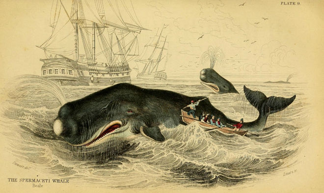 MONTE DE PALAVRAS: MOBY DICK, Herman Melville (1851) - como pescar baleia e  empatar a vida