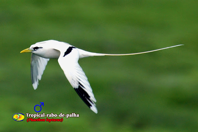 Resultado de imagem para Rabo-de-palha