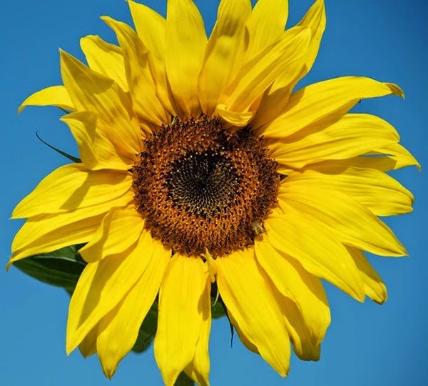 SUNFLOWER SNAPS Howdy from Colorado