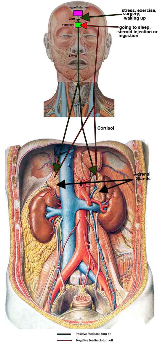 brain adrenal axis