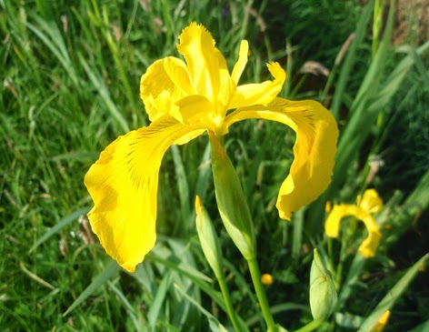 Lirio amarillo (Iris pseudocorus)
