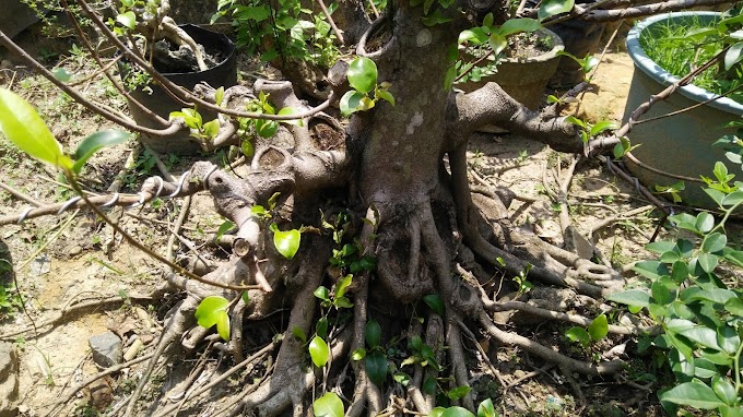 TIPS & TRICK MENGATASI KEKURANG TANAMAN BONSAI DENGAN SISTIM TEMPEL