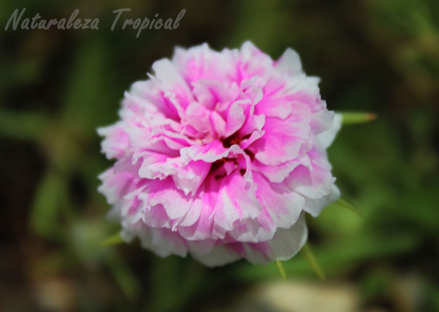 Variedad matizada de la flor de la planta Diez del Día o Diez de la Mañana, Portulaca pilosa