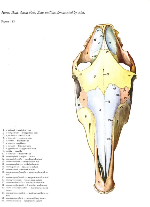 horse-cavalo-skull-anatomy-anatomia-cranio-maxilar-sinusal-sinuses-vetarq