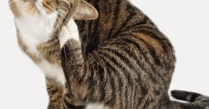 Cara Mengatasi Dan Membasmi Kutu Pada Kucing