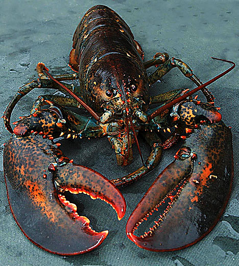 gambar lobster