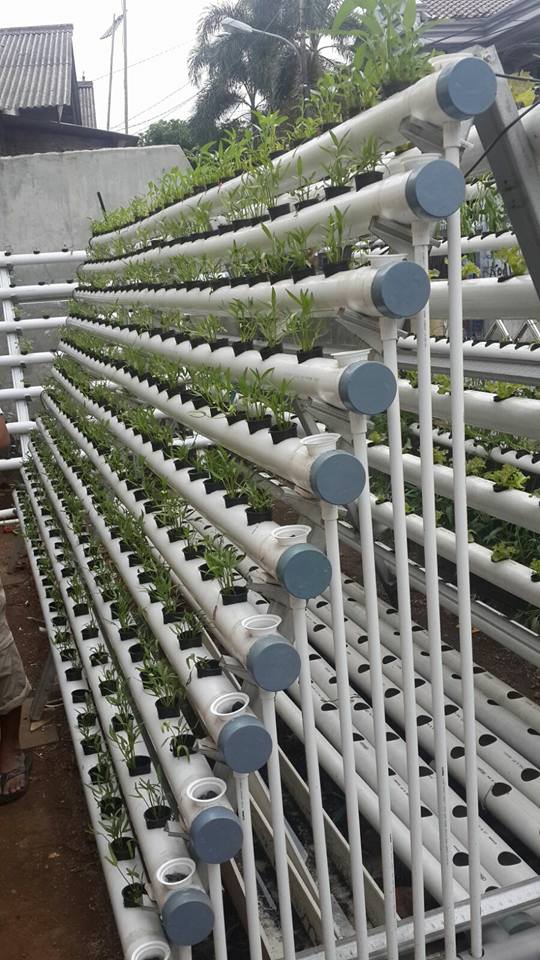 SOCIAL ENTREPRENEURSHIP PeternakanSaKaDo, Perintisan