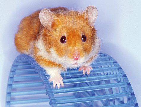 19+ Gambar Hewan Peliharaan Hamster, Trend Terbaru!