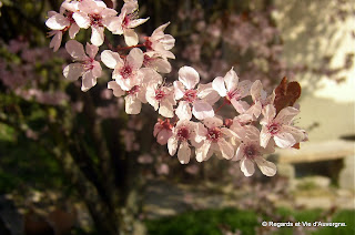 fleurs de prunus