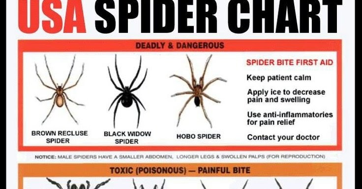 Usa Spider Chart