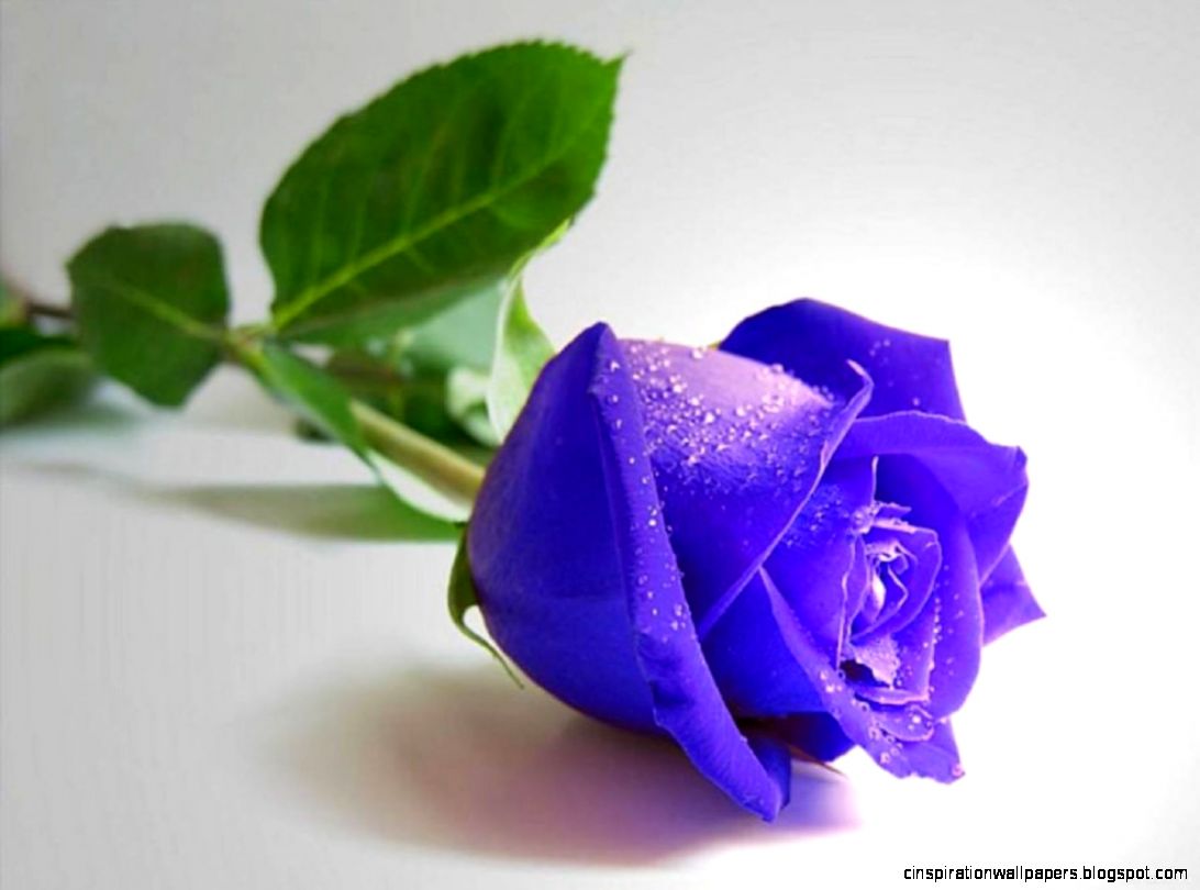 Blue Rose HD Wallpapers for Desktop – Daily Backgrounds in HD