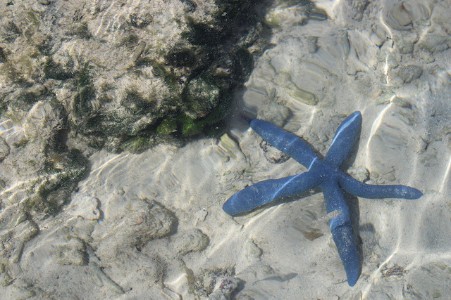 Menyapa Bintang Laut di Pulau Samalona Makasar