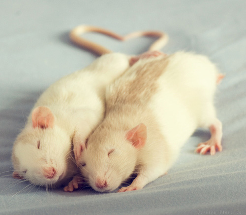 Imagenes de ratas blancas