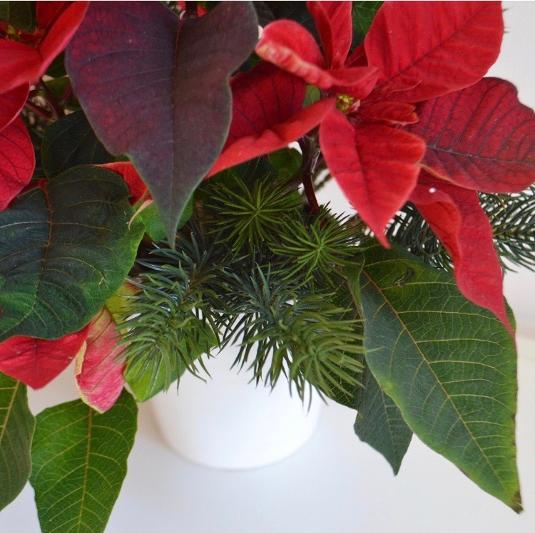 DIY Christmas  Festive Plant Gift  The Things She Makes