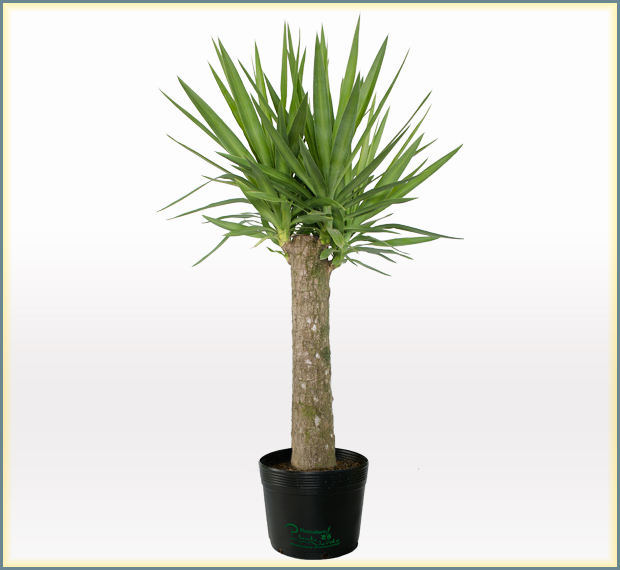 Viver Em Rosa FENG SHUI