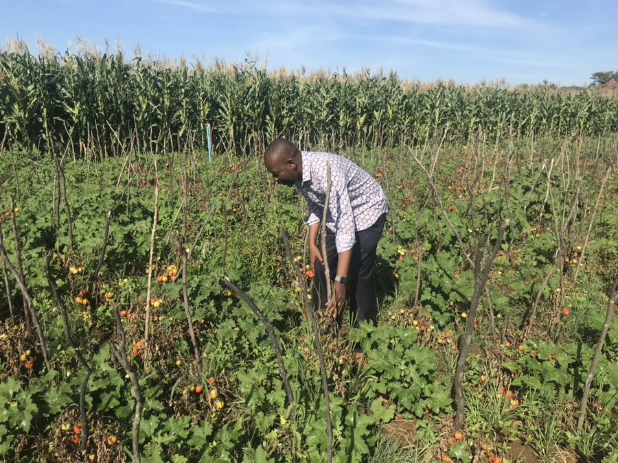 CATCH UP CHAMISA IN THE VILLAGE Mafaro