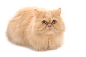 Kucing Persia Peaknose dan Karakteristiknya