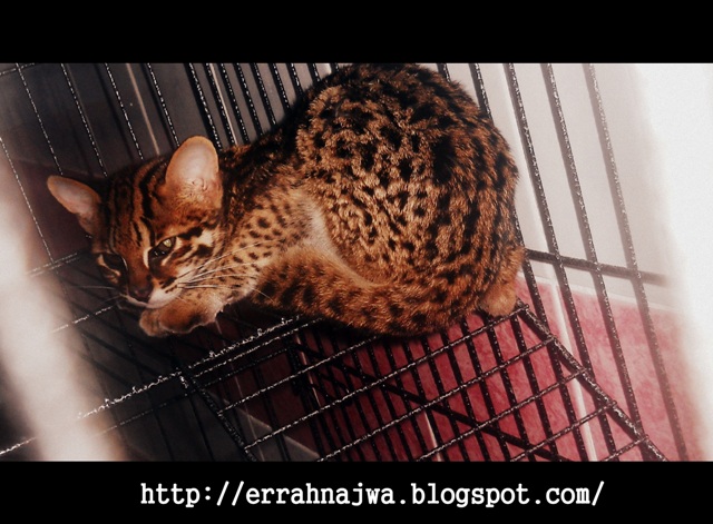 36+ Baru Gambar Kucing Ganas