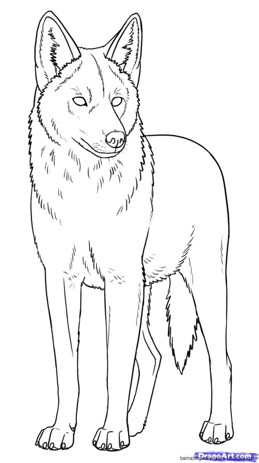 Draw Coyotes Prairie Wolf Step by Step Drawing Sheets Added by