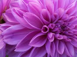 All photos gallery: Purple flower pictures, pictures of purple flowers
