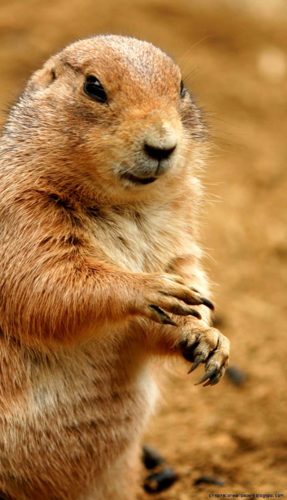 Prairie Habitat Animals