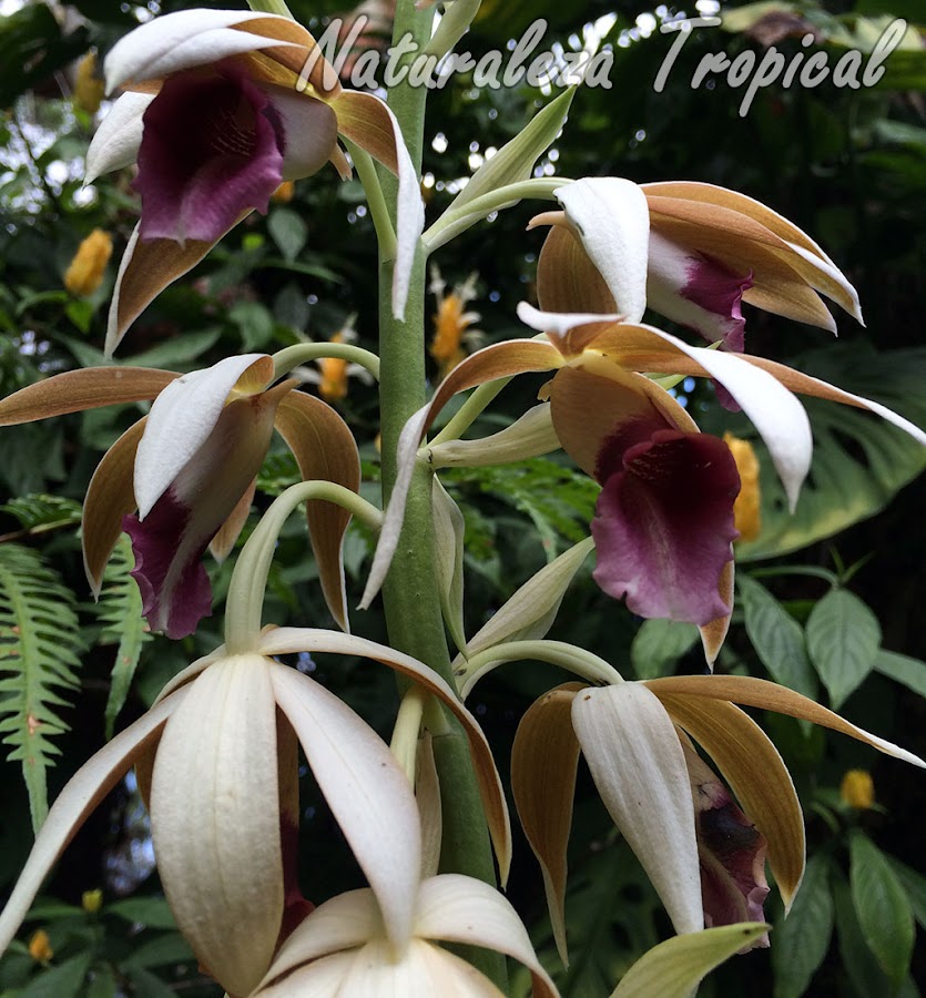 Orquídea terrestre con una de las flores más grandes entre las orquídeas. Llamada Orquídea de la Monja. Phaius tankervilleae.