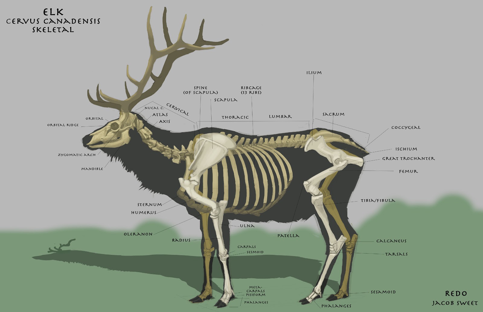 Орган оленя. Строение скелета оленя. Анатомия лося скелет. Скелет лося строение. Олень строение тела.