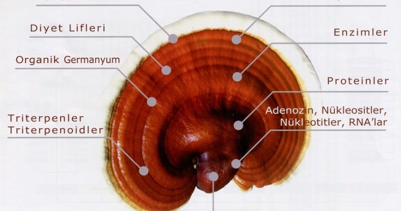 SAĞLIĞINIZ İÇİN " Reishi Mantarı