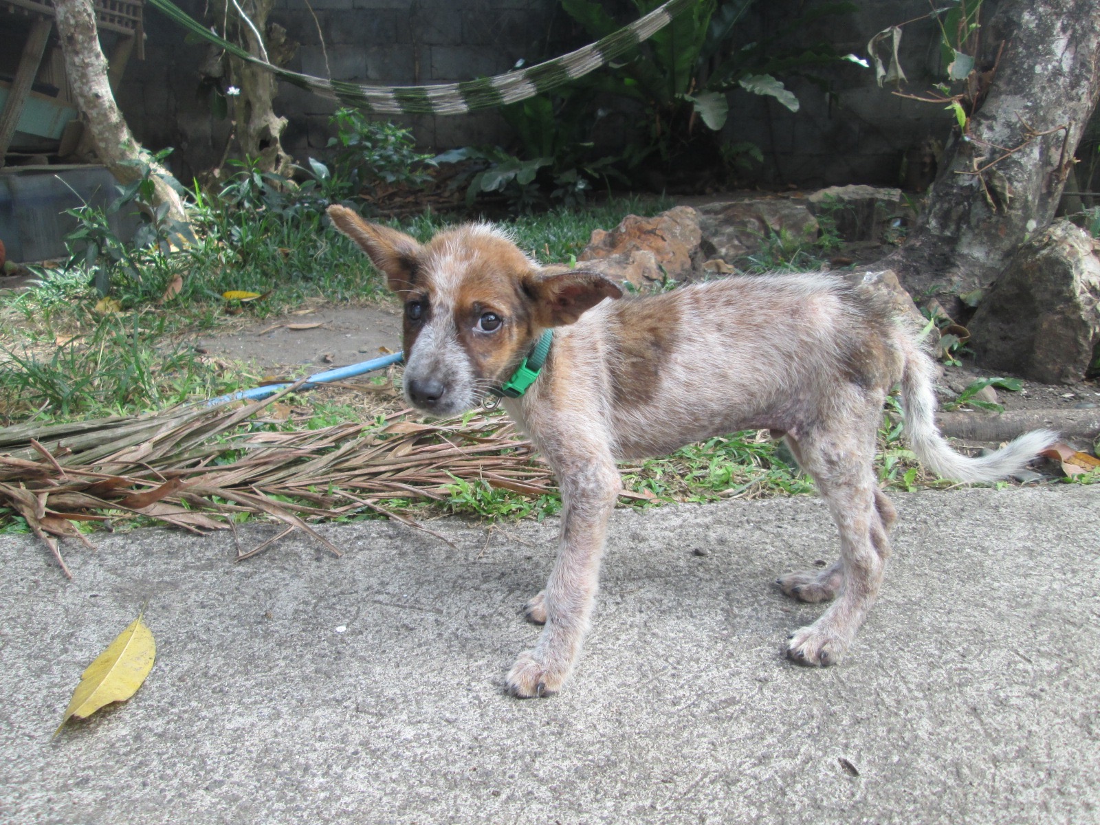 Philippinefails A Dog's Life in the Philippines