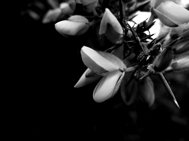 Open gorse flower in black and white