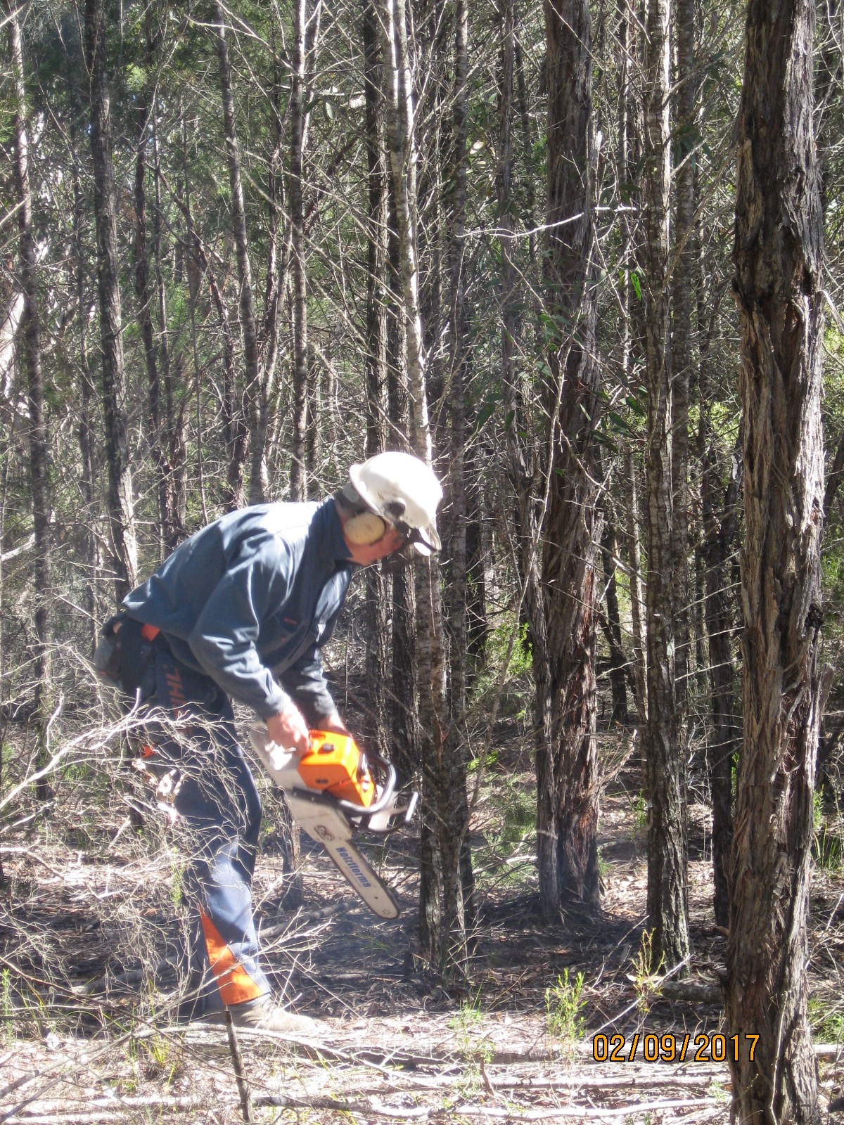Bruce Teakle's Pages Huztl Farmertec 036 MS360 chainsaw kit review