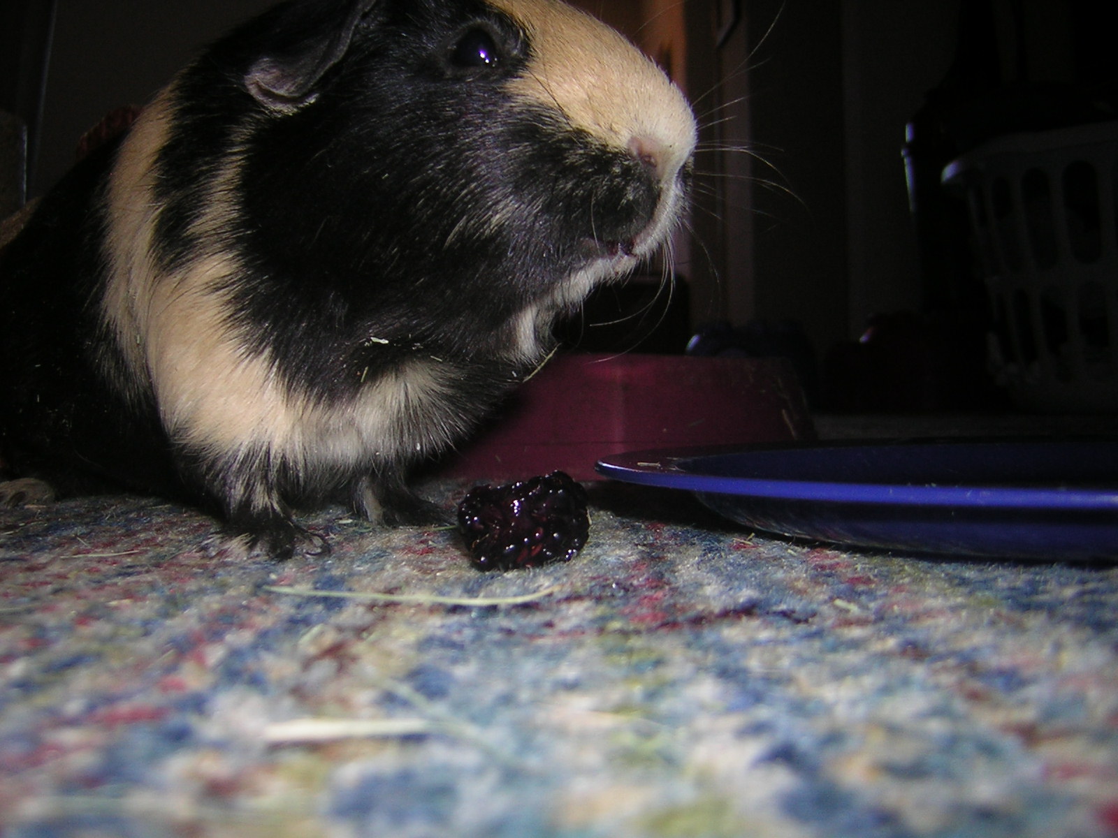 Cavy Savvy A Guinea Pig Blog Can Guinea Pigs Eat Blackberries?