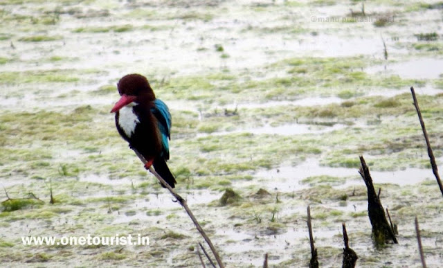 keoladeo  national park bharatpur birds image 