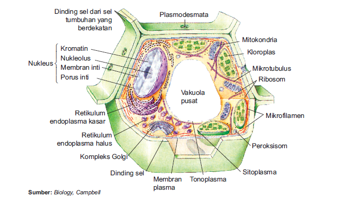 Pendidikan Ipa Struktur Sel Eukariotik