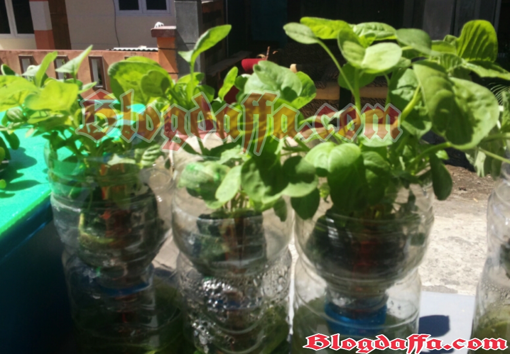 Cara Bertanam Hidroponik Dengan Botol Bekas Di Rumah Blogdaffa Com