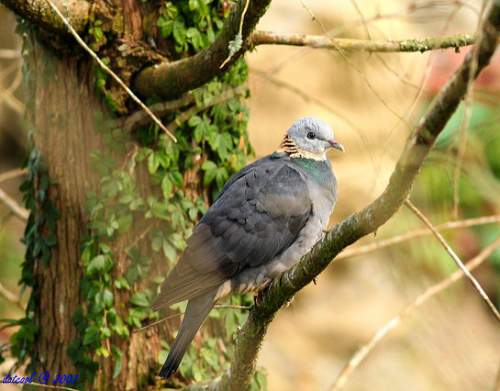 Birds of India - Picture of Ashy wood pigeon - Columba pulchricollis