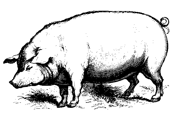 free black and white pig clipart - photo #26