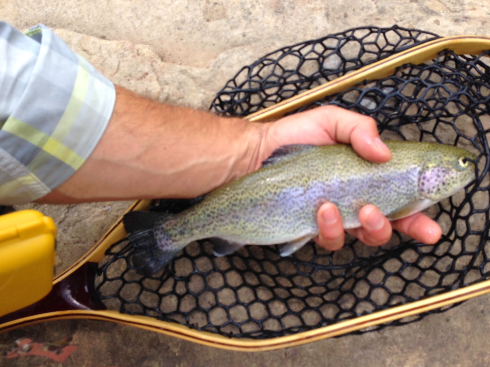 Life in Motion FLY FISHING THE SAN MIGUEL RIVER TELLURIDE, CO (JULY