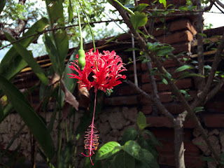 Red Tiny Hibiscus Schizopelatus In The Garden Of Pemuteran Beach North Bali