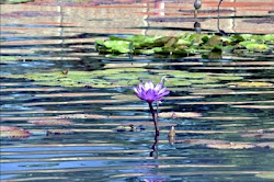watercolor glass stained waterlilies waterlily lilies painting reflections watry final
