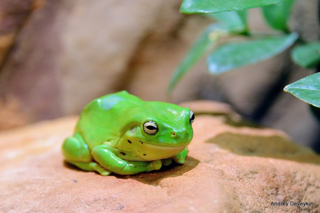Alice Springs Reptile Centre