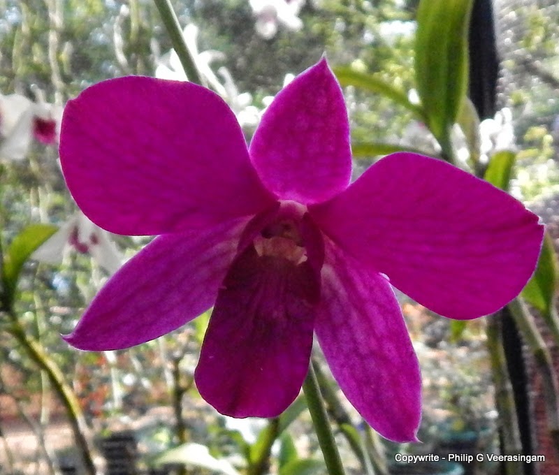 Flowers found in Sri Lanka 21. Orchids, Sri Lanka.