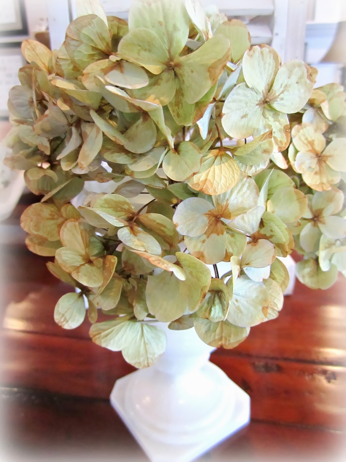The Season to Dry Hydrangeas