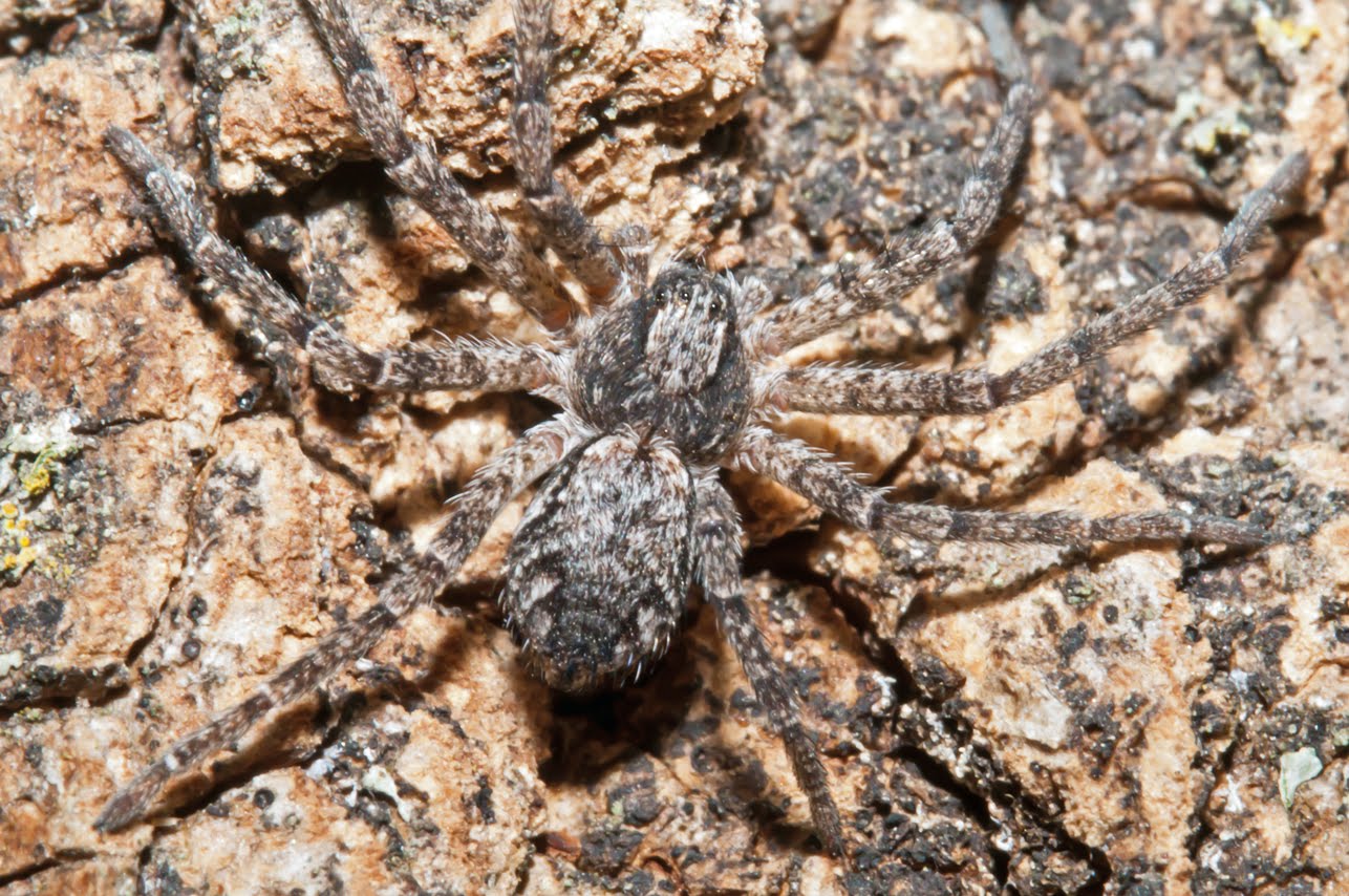 Bugs of Mackie Running Crab Spider Apollophanes margareta